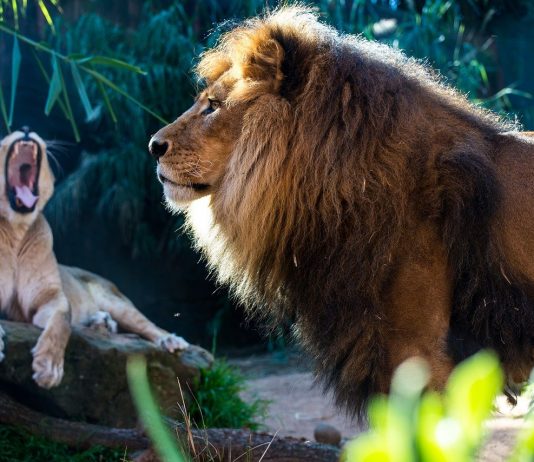 Uniswap Neighborhood Responds Versus The New Proposition, Here is Why