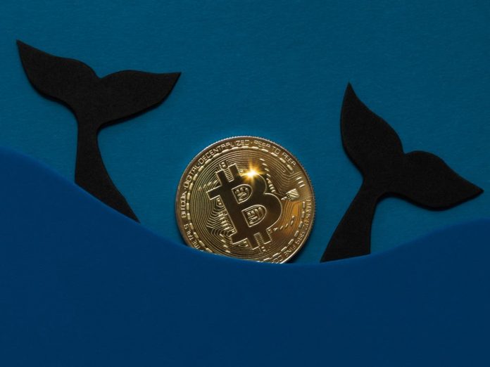 Bitcoin whales stock up on crypto in the middle of ‘strong buy signal’