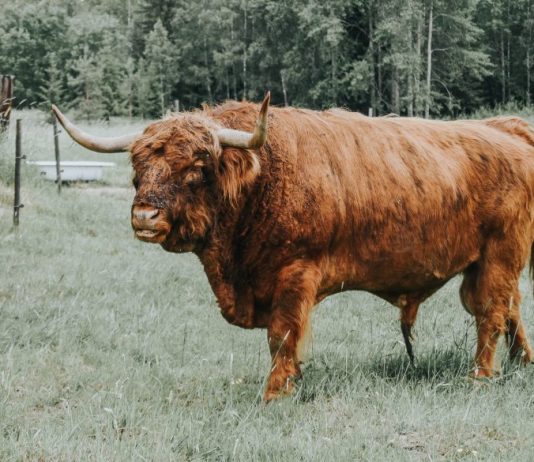 As Bitcoin Breaks $50 k, Indicators Program A Calm Prior To The Storm