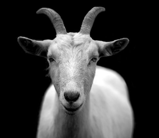 Is BitGo Behind El Salvador’s Chivo Wallet? This Old-fashioned Mag Believes So