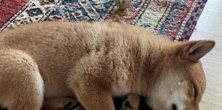 Elon Musk triggers odd crypto to unexpectedly rise in cost after he names his brand-new pet dog after it