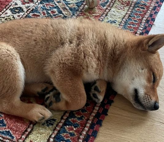 Elon Musk triggers odd crypto to unexpectedly rise in cost after he names his brand-new pet dog after it Elon Musk triggers odd crypto to unexpectedly rise in cost after he names his brand-new pet dog after it