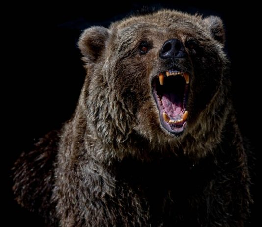 Bitcoin Bearish Signals Go Off In Spite Of Healing Above $44 k, Dead Feline’s Bounce?