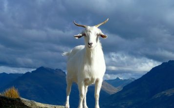 El Salvador’s Chivo And Bitcoin Adoption In Mindblowing Realities And Statistics El Salvador’s Chivo And Bitcoin Adoption In Mindblowing Realities And Statistics