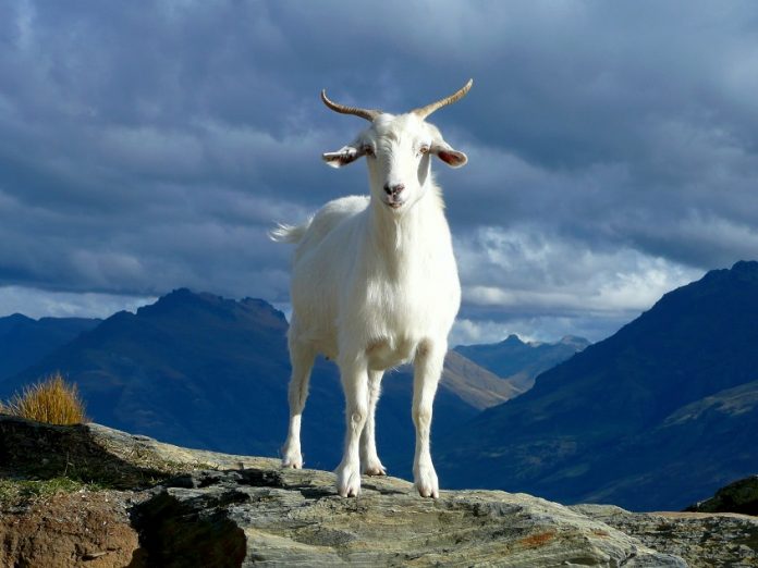 El Salvador’s Chivo And Bitcoin Adoption In Mindblowing Realities And Statistics