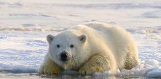 Bitcoin Bearish Signal: On-Chain Data Reveals Whales Have Actually Begun Offering Bitcoin Bearish Signal: On-Chain Data Reveals Whales Have Actually Begun Offering