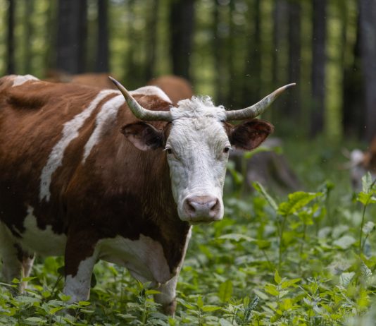 Bitcoin Cost Taps $50 K, However Here’s Why Bulls Aren’t Out Of The Woods