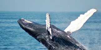 Whales Moving Coins Mean Bitcoin Maturity As Macro Property