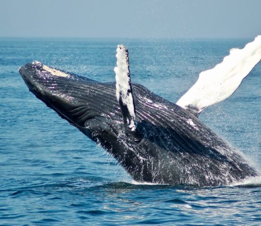 Whales Moving Coins Mean Bitcoin Maturity As Macro Property