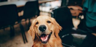 Shiba Inu Outranks Chainlink And Happens In Leading 15 Crypto-Assets