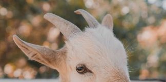 El Salvador Disables Bitcoin Rate On Chivo App To Stop Scalpers