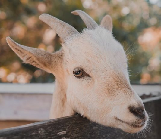 El Salvador Disables Bitcoin Rate On Chivo App To Stop Scalpers El Salvador Disables Bitcoin Rate On Chivo App To Stop Scalpers