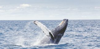 Bitcoin Bullish Signal: Whales Are Structure Their Positions On Derivatives