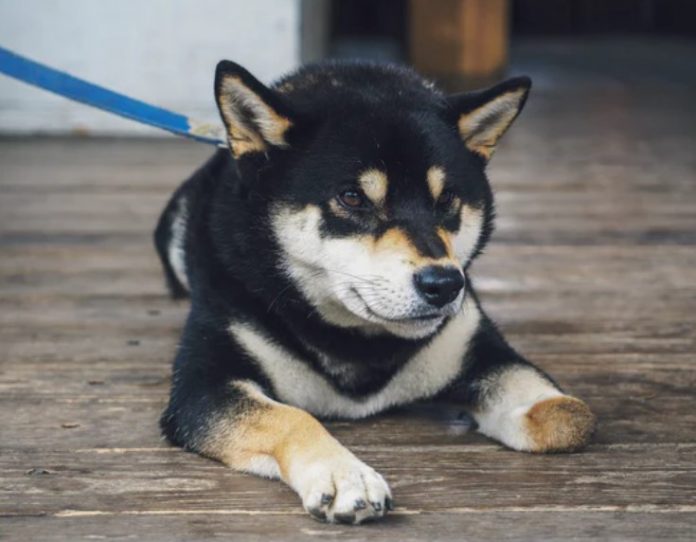 Time To Money in? SHIB Soars 40% And Takes DOGE Position In Leading 10