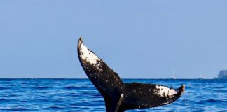 Information Reveals Whales Are Dumping, However Bitcoin Holds Above $60 k
