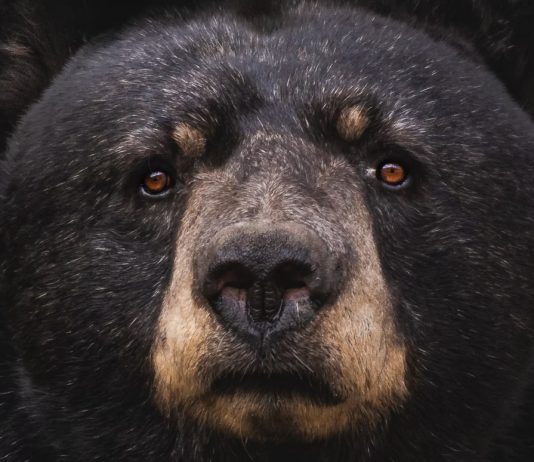 Bitcoin Bounces To $58 K, Why Bears Might Spill More Blood Bitcoin Bounces To $58 K, Why Bears Might Spill More Blood