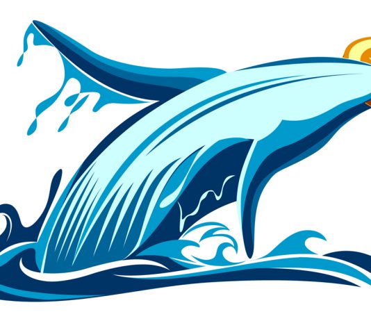 Whales Fill On Bitcoin While Wider Market Panics