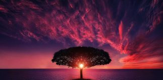 BNBMatrix: Growing Crypto On Trees With Yield Farming