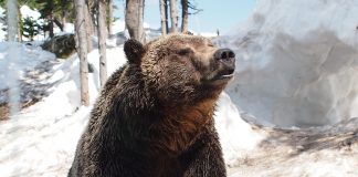 Bitcoin Bearish Signal: Exchange Reserves Program Sharp Boost