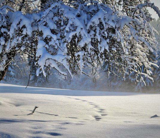 Safe Cryptos To Purchase Throughout a Crypto Winter Season