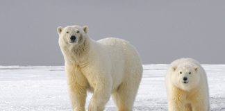 Information Reveals Bitcoin Short-Term Holders Recognizing Considerable Losses