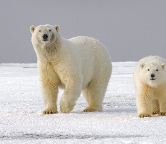 Information Reveals Bitcoin Short-Term Holders Recognizing Considerable Losses