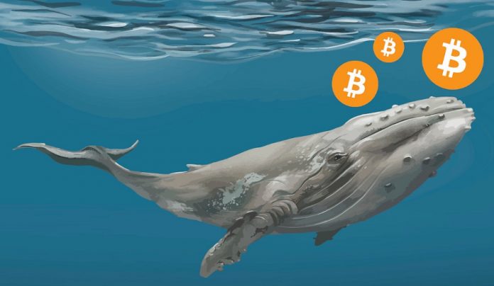 Bitcoin Whale Address Consisting Of $11 Million Triggers After 9-Year Inactivity