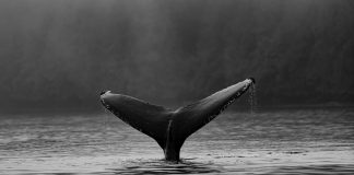 Exchange Whale Ratio Recommends Bitcoin Discard Inbound