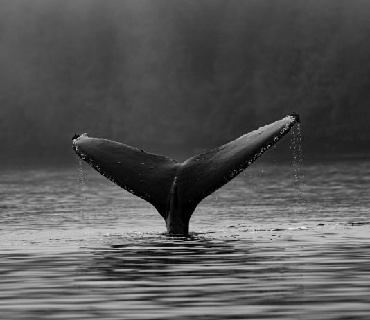 Exchange Whale Ratio Recommends Bitcoin Discard Inbound