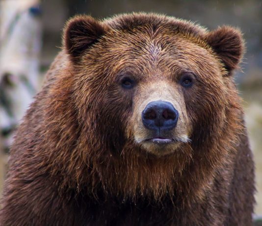 Start Of Bear Duration? Existing Bitcoin Pattern Looks Comparable To June