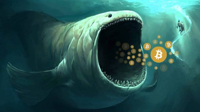 Bitcoin Whales Benefit From Market Crash To Demolish Millions In BTC Bitcoin Whales Benefit From Market Crash To Demolish Millions In BTC