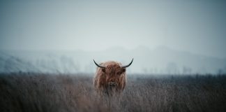 Bitcoin Bullish Signal: NVT Ratio Recommends BTC Is Currently Undervalued