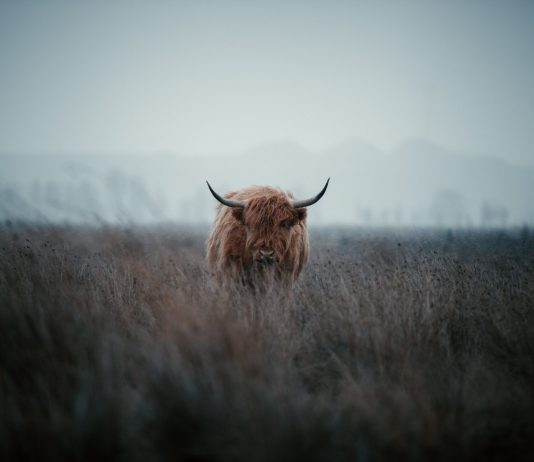 Bitcoin Bullish Signal: NVT Ratio Recommends BTC Is Currently Undervalued