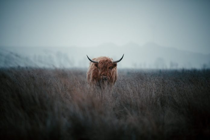 Bitcoin Bullish Signal: NVT Ratio Recommends BTC Is Currently Undervalued