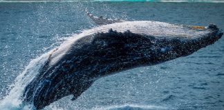 Bitcoin On Track To $50 K, Why BTC Whales May Blaze The Path Bitcoin On Track To $50 K, Why BTC Whales May Blaze The Path
