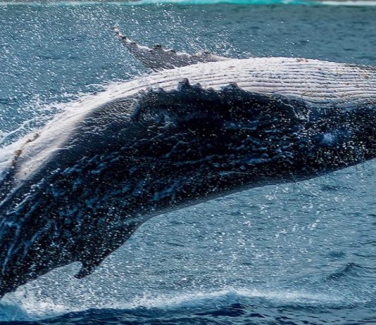 Bitcoin On Track To $50 K, Why BTC Whales May Blaze The Path