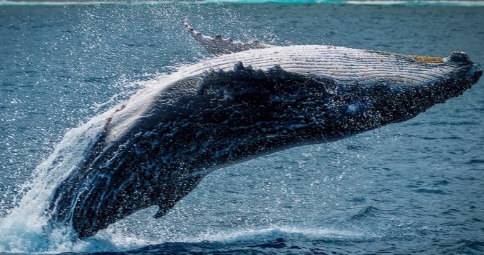 Bitcoin On Track To $50 K, Why BTC Whales May Blaze The Path