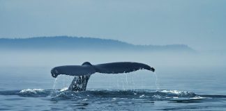Bitcoin Bearish Signal: Exchange Whale Ratio Spikes Up