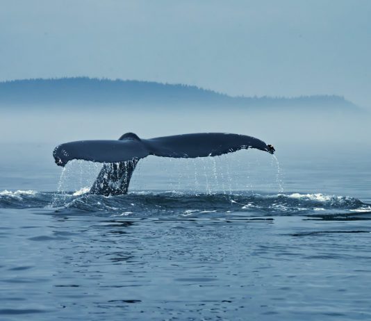 Bitcoin Bearish Signal: Exchange Whale Ratio Spikes Up