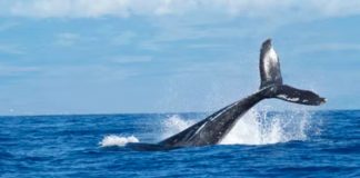 Cardano Whales Stockpile Throughout Plunge?, What Might Conserve ADA From More Losses