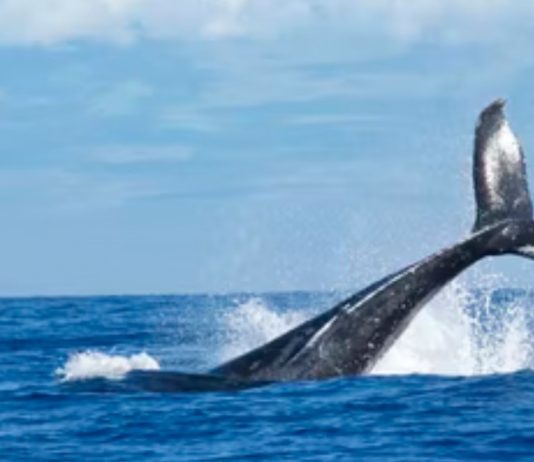 Cardano Whales Stockpile Throughout Plunge?, What Might Conserve ADA From More Losses Cardano Whales Stockpile Throughout Plunge?, What Might Conserve ADA From More Losses