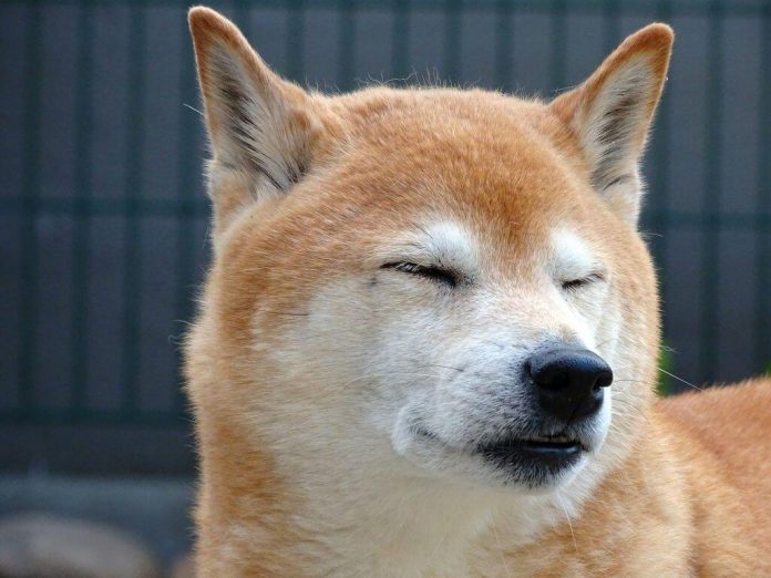 Shiba Inu Exodus: 32,000 Holders Dislike The ‘Dogecoin Killer’