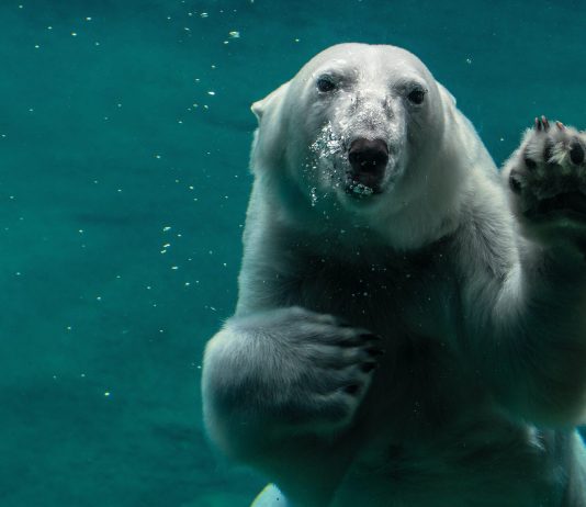 Information: Bitcoin Top 10 Whale Inflows Kind Historical Bear Signal