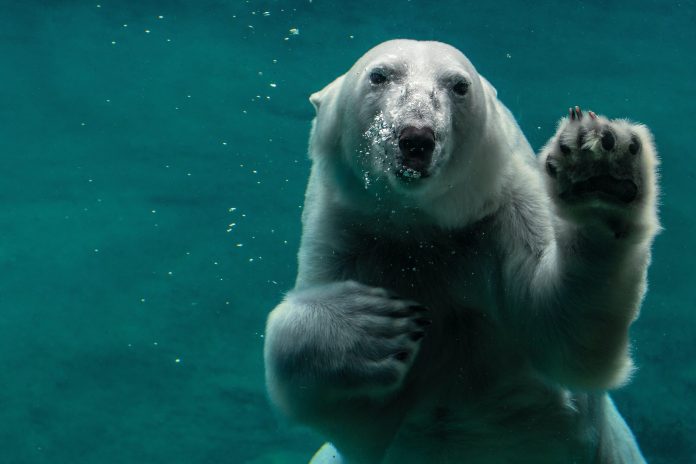 Information: Bitcoin Top 10 Whale Inflows Kind Historical Bear Signal