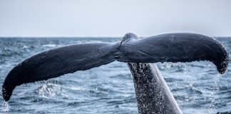 More Correction Quickly? Bitcoin Whale Ratio Stays Raised