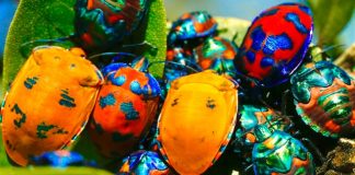 The Ronin Hack Aftermatch: Axie Infinity’s $1M Bug Bounty