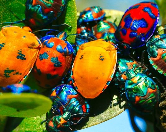 The Ronin Hack Aftermatch: Axie Infinity’s $1M Bug Bounty