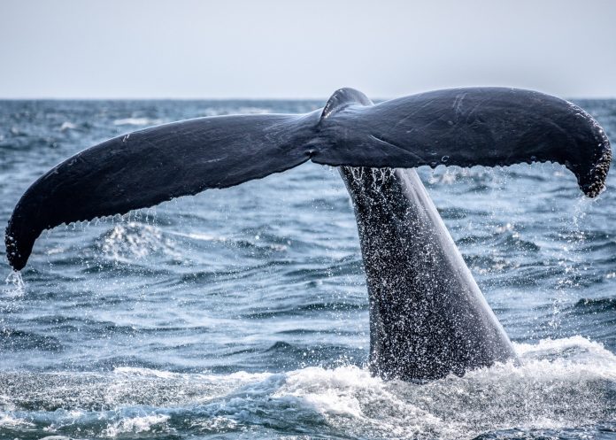 On-Chain Data: Bitcoin Whales Purchase The Dip As BTC Drops To $39 k
