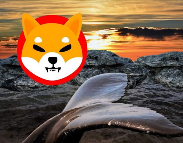 Leading Ethereum Whales Now Hold Practically $1.5 Billion Worth Of SHIB