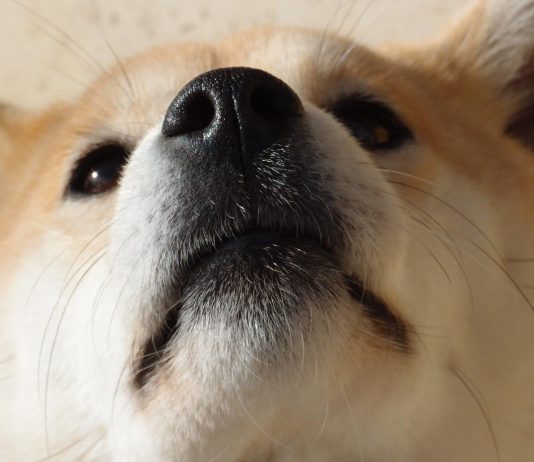 Shiba Inu: Most Significant Dollar Holding Amongst Wealthiest Ethereum Whales